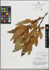 Foto von Salix hegetschweileri Heer x Salix laggeri Wimm.